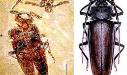 天牛哥最新爆料新闻网站,最新爆料新闻网站深度解析